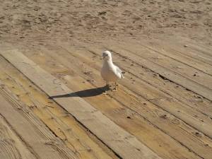 One of the myriad gulls sharing the local boardwalk